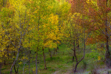 Colorful forest in autumn