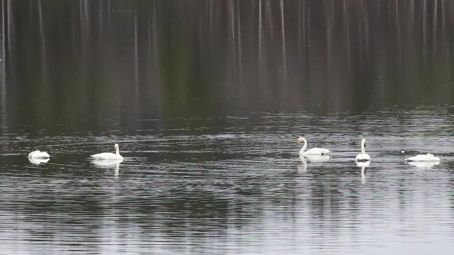 Sample of elegance and pure beauty. Autumn migrating whooper swan (Cygnus cygnus) stopped for rest and feeding on taiga river
