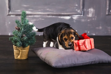 Young beagle puppy sniffing gift box with red bow. Christmas tree next to a dog
