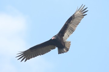 Turkey Vulture (Cathartes aura)