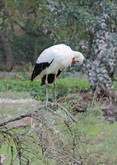 une cigogne posée