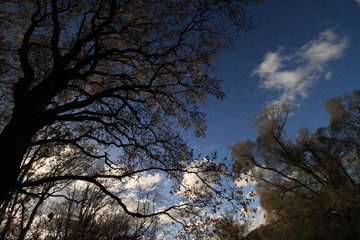 Goldener Oktober / Sollnitzwanderweg an der Mulde bei Dessau