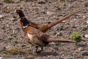 Portrait of wild male pheasants