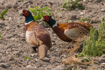 Portrait of wild male pheasants