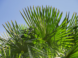 Naklejka premium Trachycarpus fortunei near