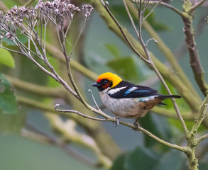 Tanager Bird on Branch