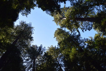 Redwoods