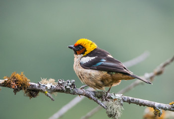 Tanager Bird on Branch