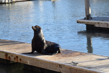 Fototapeta premium Sea Lion on Fisherman's Wharf