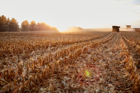 Freshly harvested backlit maize field stubble