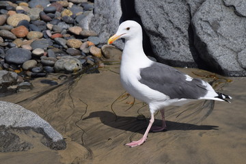 Sea Gull