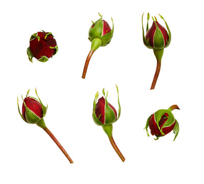 Set of red rose flowers buds