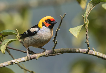 Tanager Bird on Branch