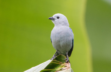 Tanager Bird on Branch