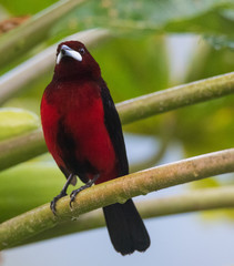 Tanager Bird on Branch