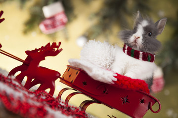 Bunny and Christmas background with winter decoration