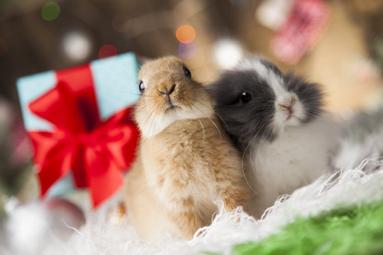 Bunny and Christmas background with winter decoration