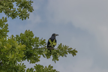 Krähen