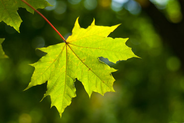 Close up view of maple leaf illuminated by sunlight on the green trees background