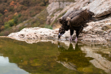 cinereous vulture (Aegypius monachus)
