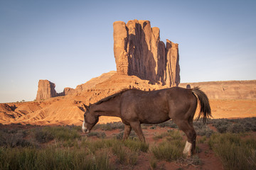 Young wild horse in Monument Valley, Utah.