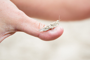 Obraz premium small grasshopper sand on the thumb of a woman hand
