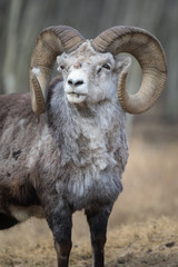 Portrait of a bighorn sheep