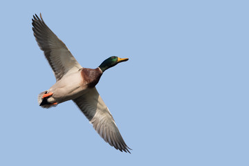 Male Mallard in flight