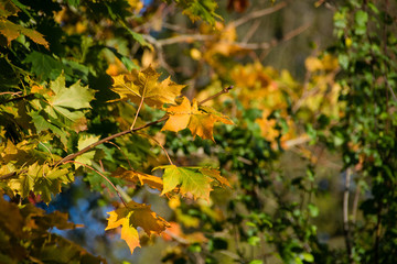 Autumn colours on deciduous trees