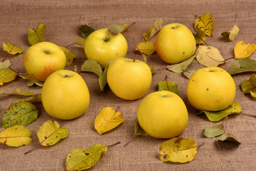 Yellow apples. Apples with leaves. Harvesting.