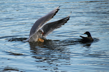 Outstretched wings of a seagull taking bread from a moorhen duck
