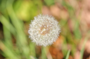 Fascinating structure of a dandelion. Close up shot. Macro.