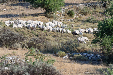 Flock of sheep on a mountain the vastness of Greece