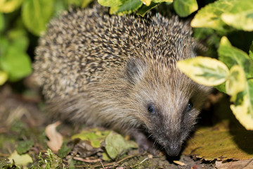 Igel vor dem Winterschlaf im Garten 