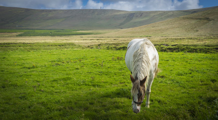 Vue panoramique des falaises de Kerry en Irlande. Un cheval blanc tacheté marron, de face broute...