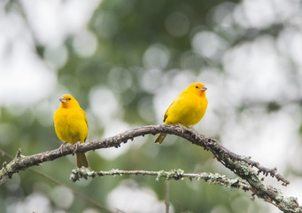 Finch Birds on Branch