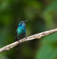 Fototapeta premium Hummingbird on Branch