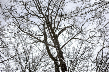 Fototapeta premium Paisaje de invierno
