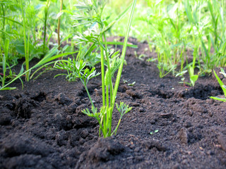 sprout of plant