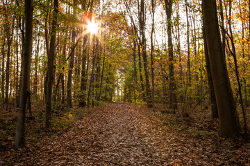 Obraz premium Herbstwald im Gegenlicht mit Sonnenstern