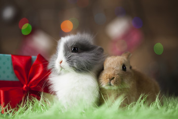 Little bunny,Funny rabbit on Christmas background