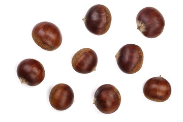 chestnut isolated on white background. Top view