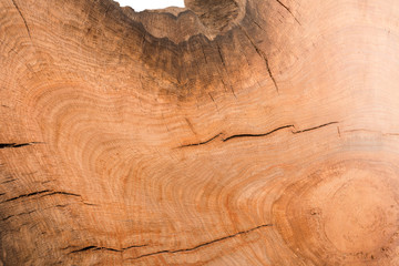 Obraz premium Stump of oak tree felled - section of the trunk with annual rings. Slice wood