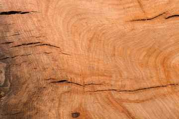 Stump of oak tree felled - section of the trunk with annual rings. Slice wood