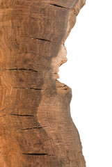 Cross section of tree stump isolated on white background