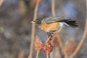 American robin in winter
