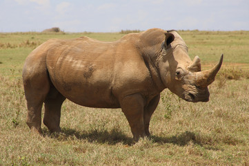 Fototapeta premium großes Nashorn