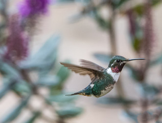 Hummingbird Flying