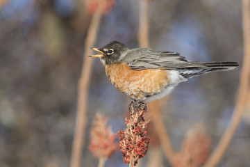 American robin in winter