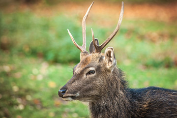 Sika Deer Portrait